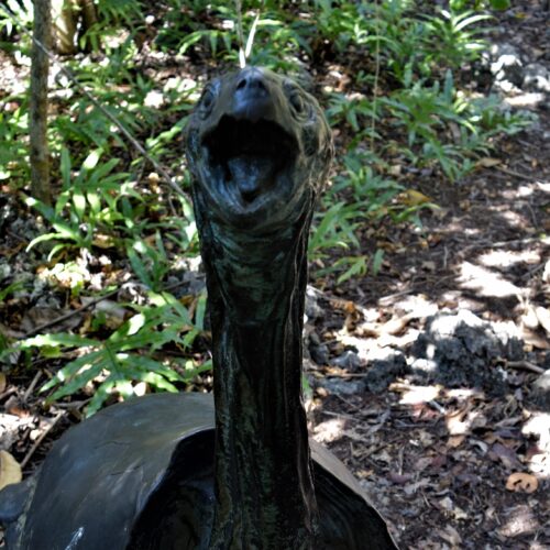Meet The Mauritius Saddle-Backed Giant Tortoise